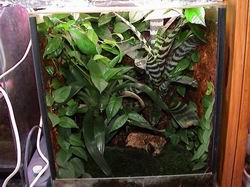 vivarium dendro.Photo.Benoit Vilette