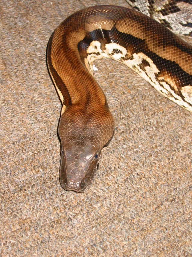 acrantophis madagascariensis "merci bruno"