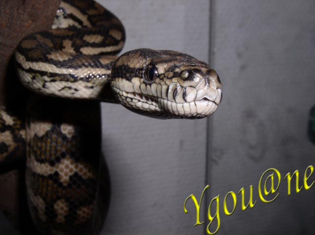 Moreli spilota Mc Doweli en position typique!!!